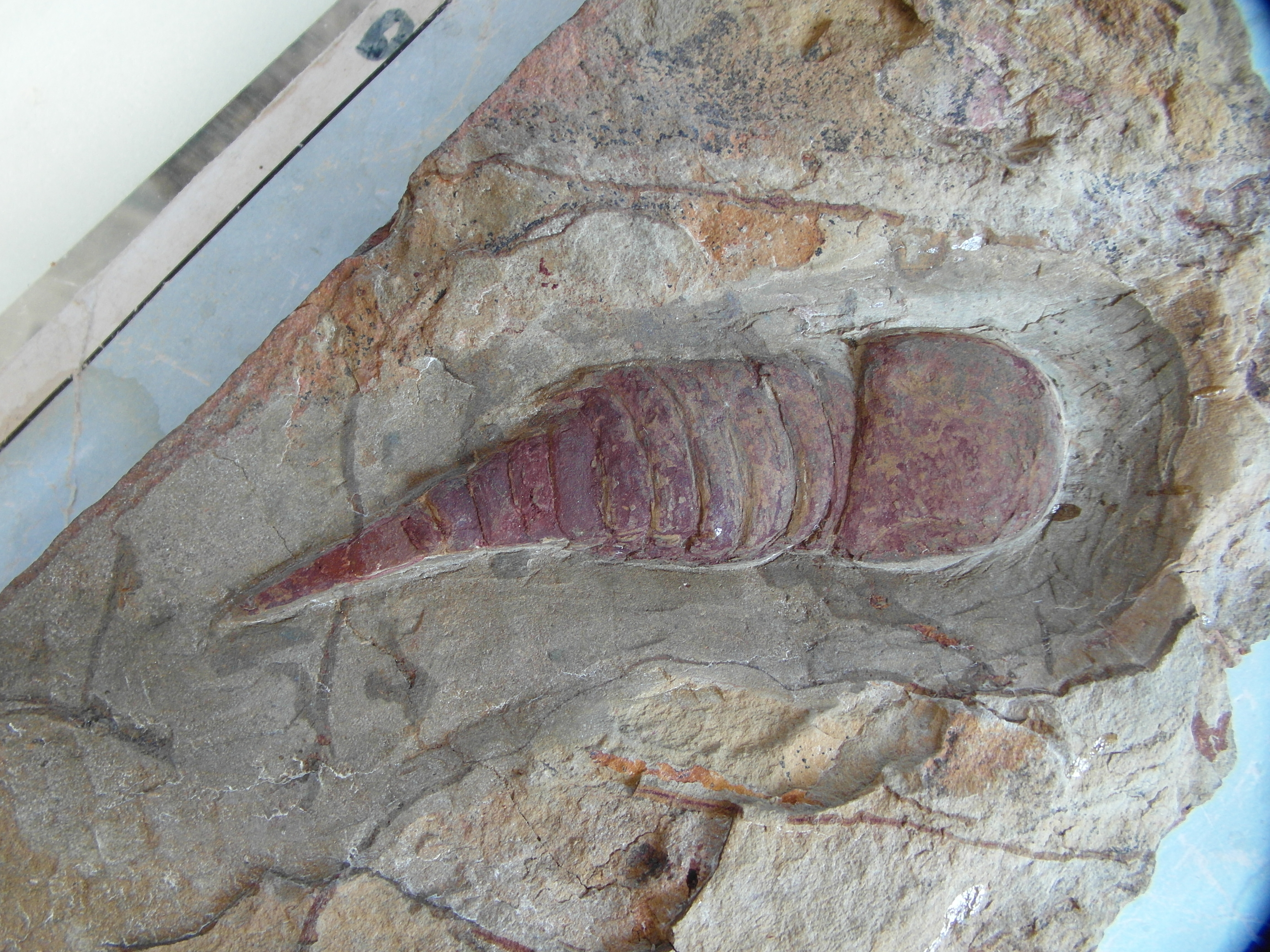 fossils